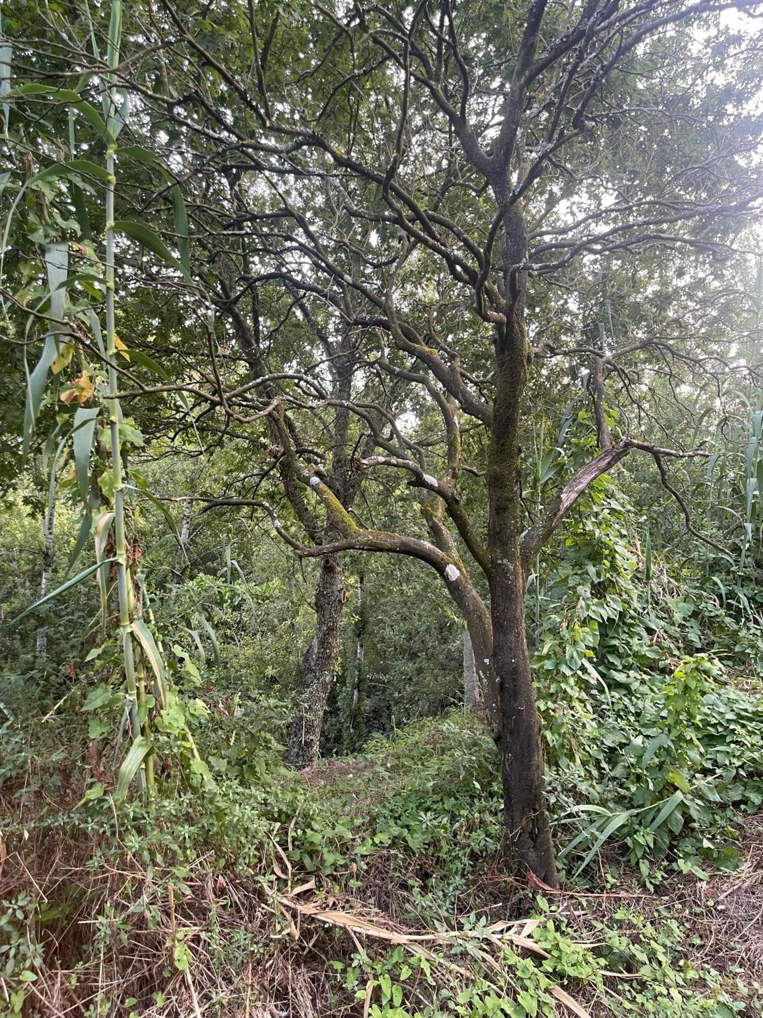 Nascente, Place In Nature Next To A Waterfall Loureiro  Exterior foto