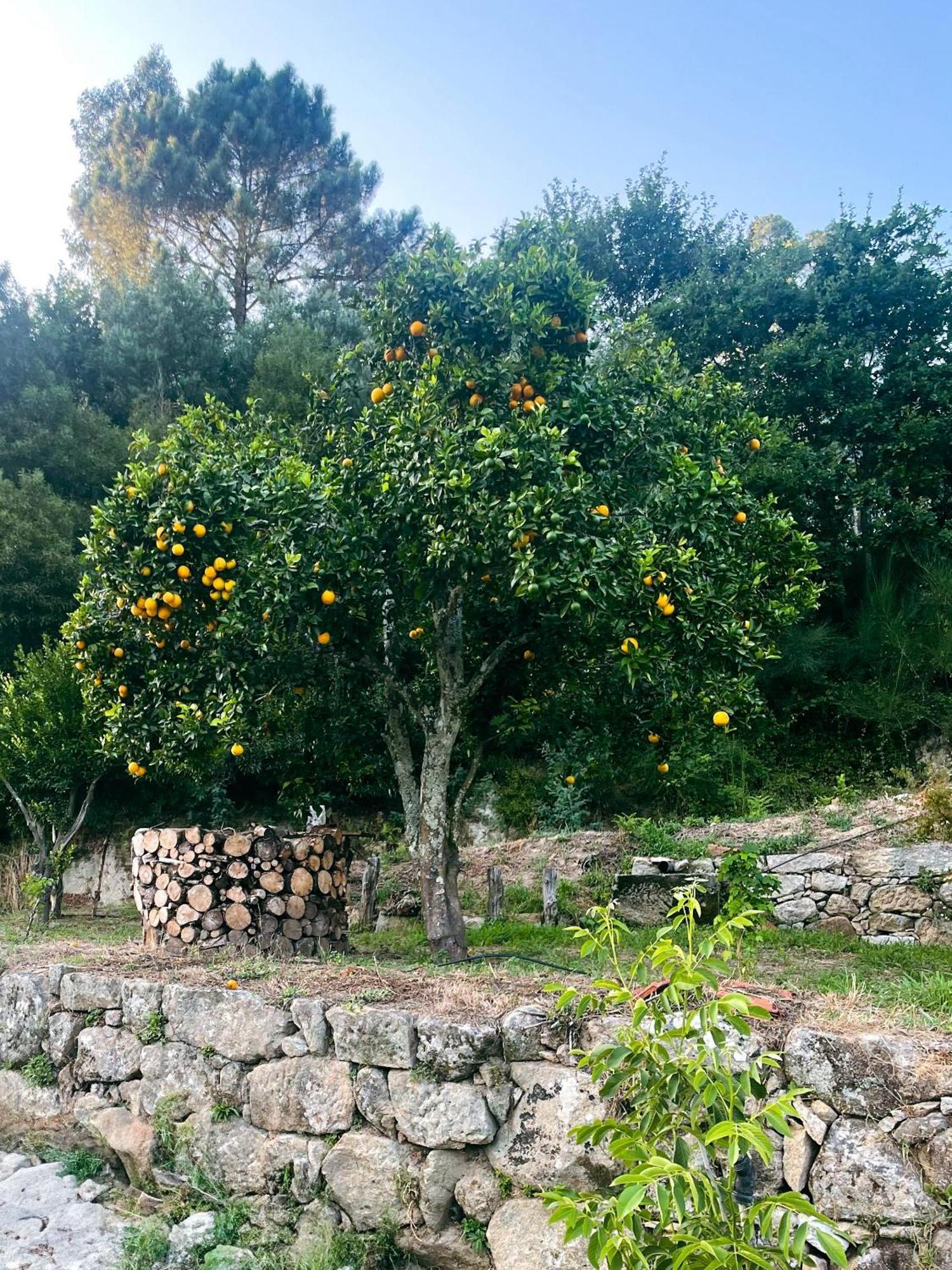 Nascente, Place In Nature Next To A Waterfall Loureiro  Exterior foto
